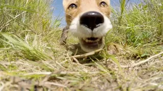 FOX KILLS AND EATS my gopro