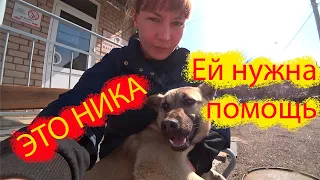 СПАСЕНИЕ СОБАКИ ОТ ИНВАЛИДНОСТИ!! У НЕЕ БУДЕТ ХОРОШАЯ ЖИЗНЬ!! МЫ ВЕРИМ!!