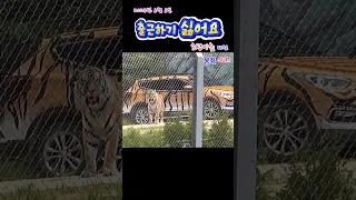 오늘은 현충일. 출근하기 싫어요 (2024. 6. 6.)(봉화sun)(호랑이숲) #tiger #zoo #animals