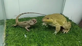 Bullfrog vs lizard 🦎