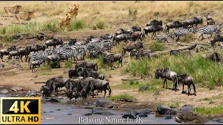 4K African Wildlife - Great Migration from the Serengeti to the Maasai Mara, Kenya - 2022