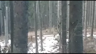 #deer#carpathian#hunting#viral#reels#mountains#nature#dog#world#fashion #snow #youtubeshorts #shorts