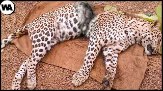 Ce Guépard a Failli Perdre la Moitié de son Corps mais a Survécu. Les Animaux qui ont Défié la Mort