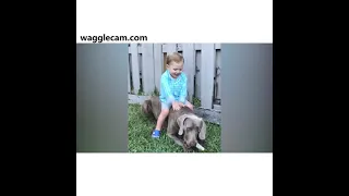 Great Dane: A Funny Compilation.