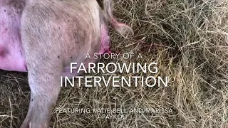 Intervening During Sow Farrowing