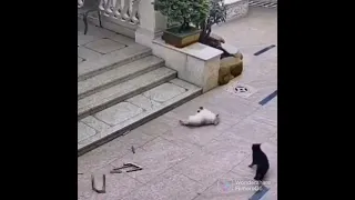Vicious dog "Attacks" on cat