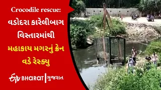 Crocodile rescue: વડોદરા કારેલીબાગ વિસ્તારમાંથી મહાકાય મગરનું ક્રેન વડે રેસ્ક્યુ | ETVBharatGujarat