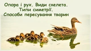 Опора і рух. Види скелета. Типи симетрії. Способи пересування тварин.