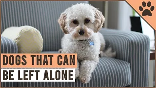 Top 10 Dogs That Can Be Left Alone
