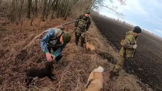 Охота на Зайца Русака Часть 1  Hunting the hare Russak