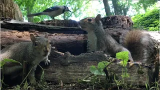 White-Tailed Deer, Tree Squirrels, Ground Hogs, & Songbirds; 🦌🐿 Wildlife for Cats to Watch Cat TV 🐱🐈