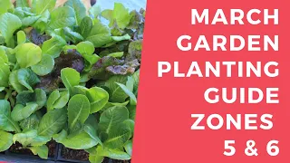 March Planting Guide Zones 5 & 6 - What you should plant in your garden in March