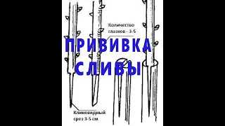 Прививка сливы весной - Учимся вместе.