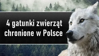 4 gatunki zwierząt chronione w Polsce