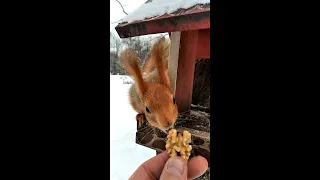 Белка, которая очень любит грецкие орехи / A squirrel who loves walnuts very much