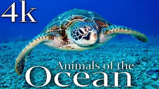 Animals of the Ocean 4K - Scenic Wildlife Film With Calming Music. Look and Relax