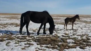 Тайы емген Бие буаз болама?