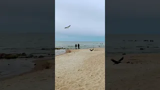 Seagull VS Crow | чайка против вороны