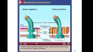 Chapter 4   The Prokaryotes