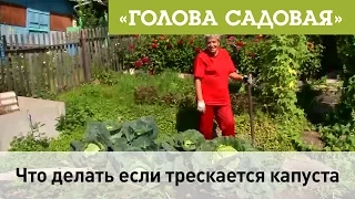 Голова садовая - Что делать если трескается капуста