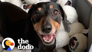 Dachshund Is Completely Obsessed With His Old, Stinky Ball Toy | The Dodo