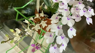Осеннее цветение орхидей 2022 год. Часть 2