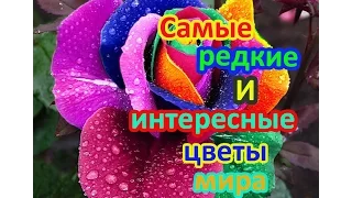 ТОП 10 самые редкие и интересные цветы мира