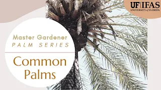 Master Gardener Palm Series: Biology & Identification