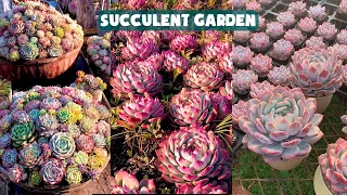 Amazing Succulent Garden| Vườn sen đá tuyệt đẹp | 多肉植物| 다육이들 | Suculentas