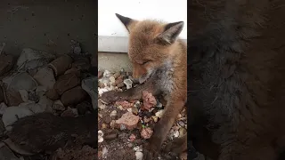 FOX RESCUE AT TESCO