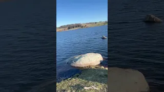 Oberon dam NSW trout fishing #fishing