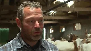 Suicide des agriculteurs : témoignage d'un éleveur de chèvres dans la Vienne
