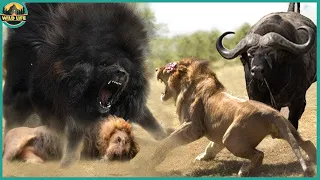 Moments When Lions Were Brutally Defeated By Wild Animals