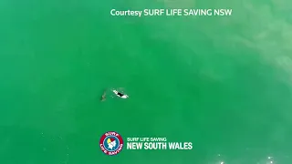 Drone footage shows shark sizing up surfer in Australia