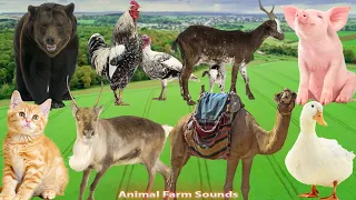 Amazing Familiar Animals Playing Sounds: Duck, Pig, Moose, Cat, Camel, Bear, Goat - Animal moments
