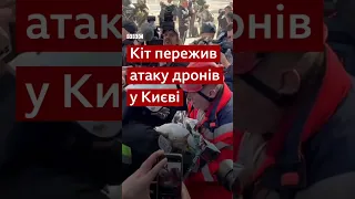 Кота дістали з-під завалів будинку в Києві після атаки  дронів 17 жовтня #shorts #київ #дрон #війна