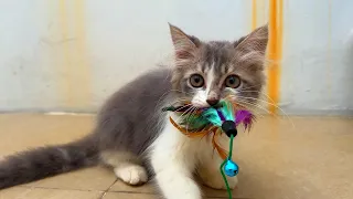 Feline Fun : Playful Moments With Cute Kittens!