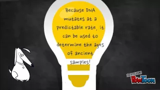 DNA: MtDNA, Y-Chromosome