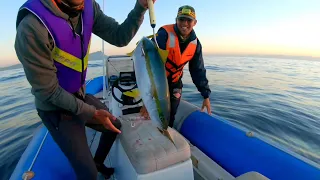 Yellowtail and Red Roman catch