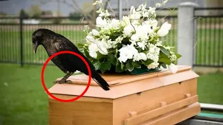 Funeral Horror! The Raven Perched on the Girl's Coffin, and Then something unbelievavle Happened...