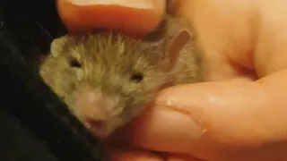 Woman adopted this baby mouse after his home was destroyed