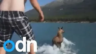 Man jumps on moose and rides across Canadian lake