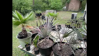 Early Spring 2024 Palm Update | Seedling Replenishment Begins After a Rough Winter