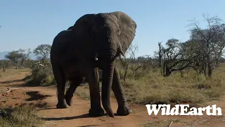 WildEarth - Sunset Safari - 23 July 2023