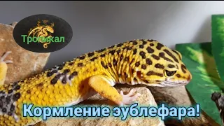 Кормление эублефара! Содержание  эублефара!