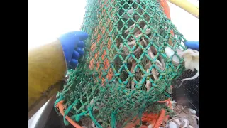 This is how we do it.Beam Trawling #fishfilletfeast #julieofladram #spinlock