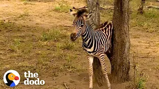 Rescued Baby Zebra Can’t Wait To Reunite With Mom and Dad | The Dodo