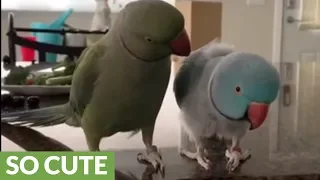 Parrot brothers adorably talk to each other