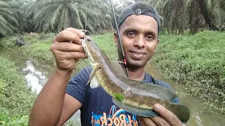 মালয়েশিয়া পাম বাগানে শোল মাছ ধরা🇲🇾🇧🇩🇧🇩🇲🇾🦈