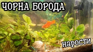 ЯК БОРОТИСЯ З ЧОРНОЮ БОРОДОЮ, наростях на рослинах. #акваріум